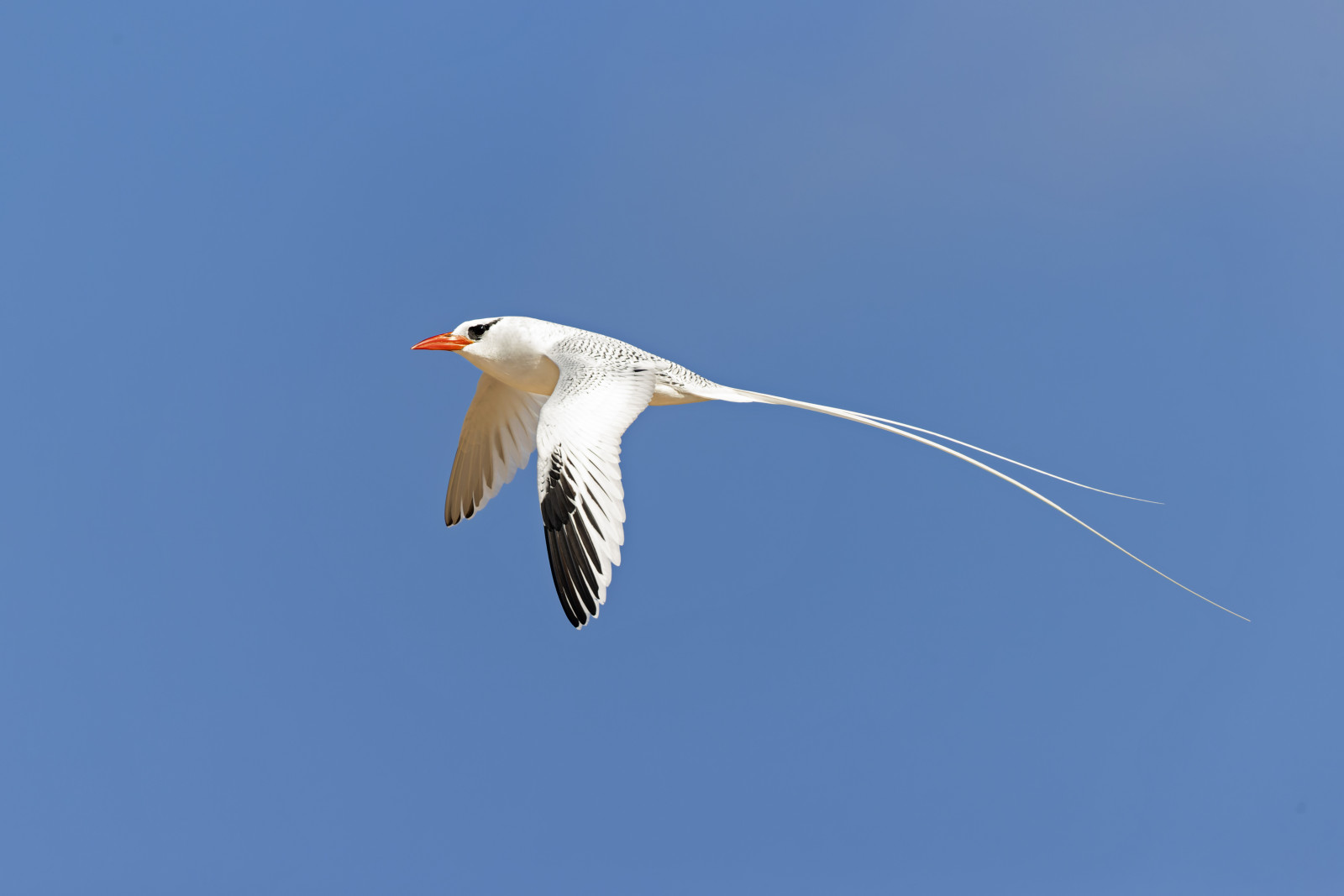 image Red-billed Tropicbird